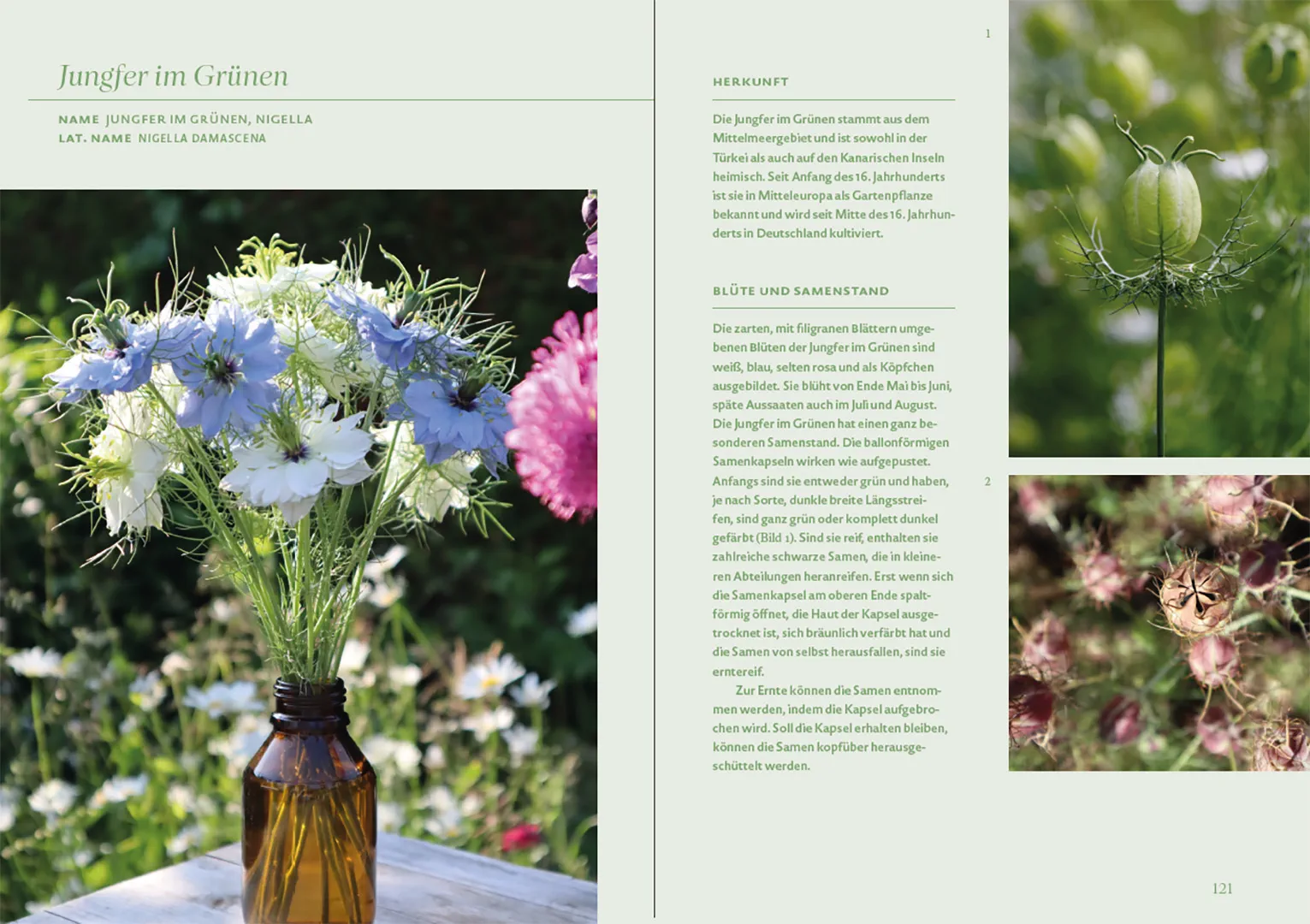 Sample Content (Image) Blütenreich – Schnittblumen mit Herz und Hand vermehren