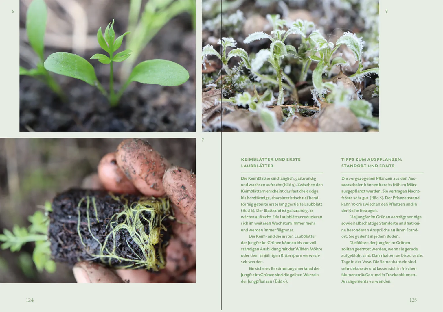 Sample Content (Image) Blütenreich – Schnittblumen mit Herz und Hand vermehren