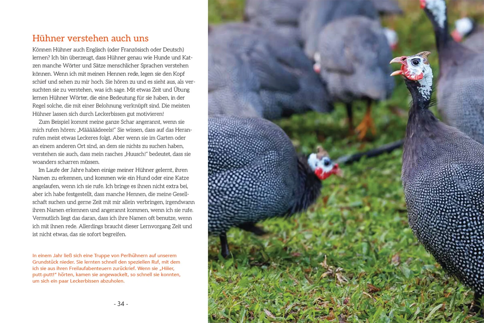 Sample Content (Image) How to Read a Chicken's Mind