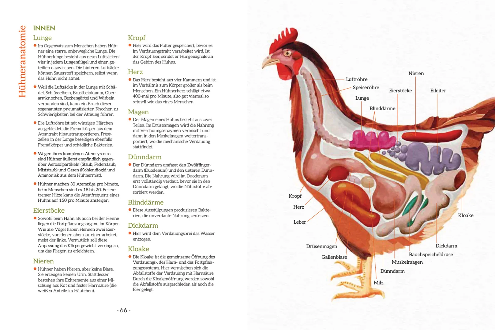 Sample Content (Image) How to Read a Chicken's Mind