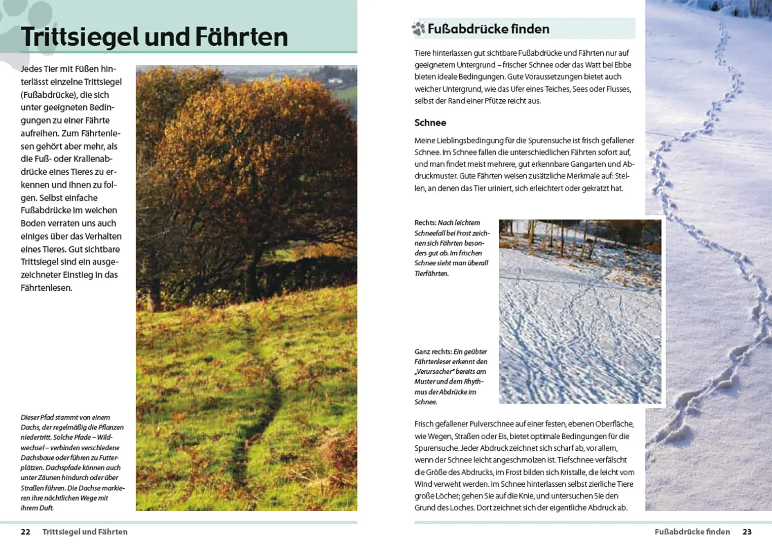 Sample Content (Image) Fährten lesen und Spuren suchen