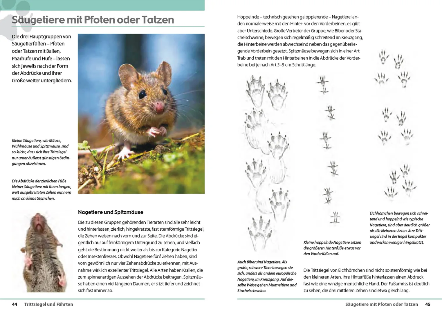 Sample Content (Image) Fährten lesen und Spuren suchen