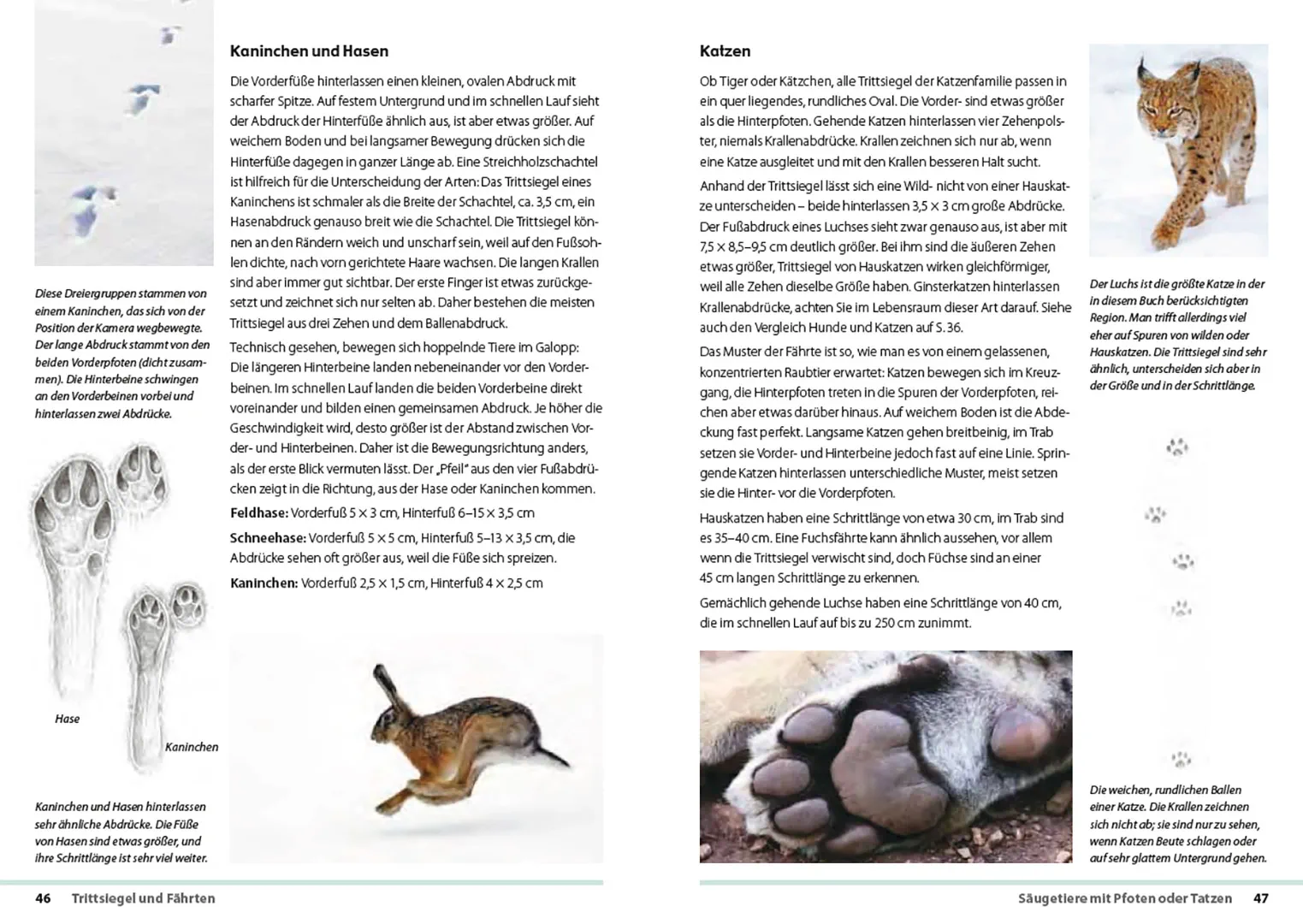 Sample Content (Image) Fährten lesen und Spuren suchen