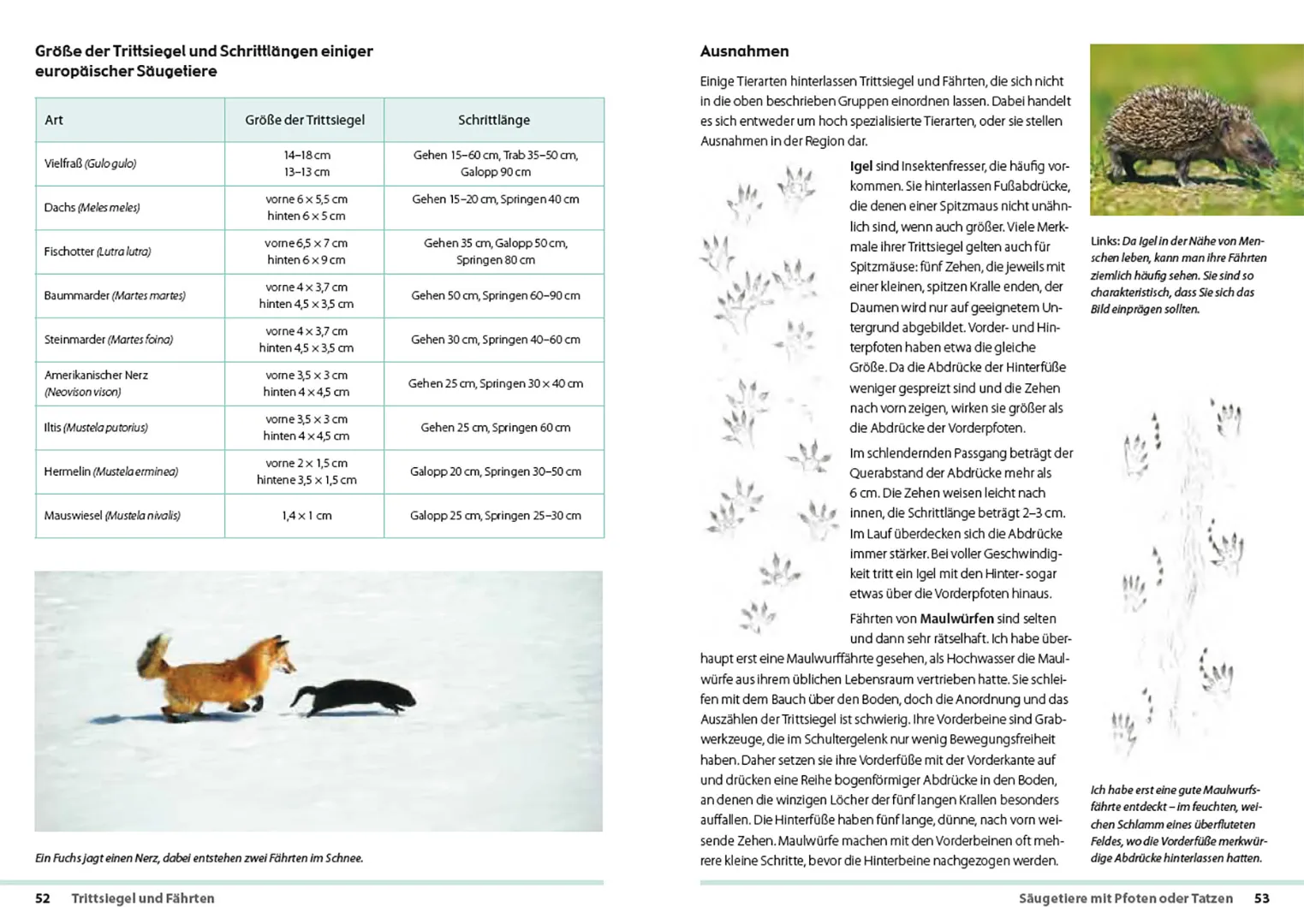 Sample Content (Image) Fährten lesen und Spuren suchen