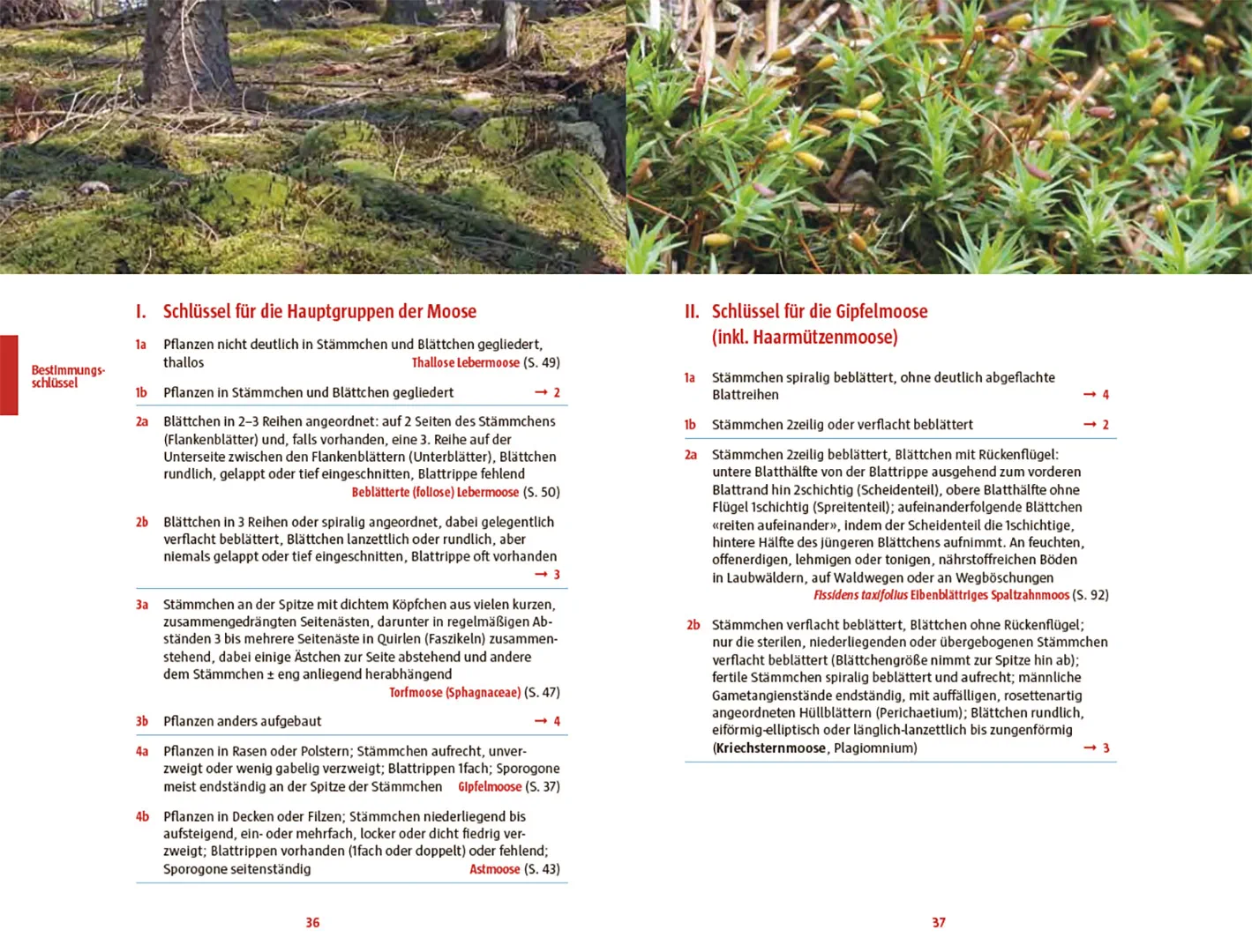 Sample Content (Image) Moose des Waldbodens