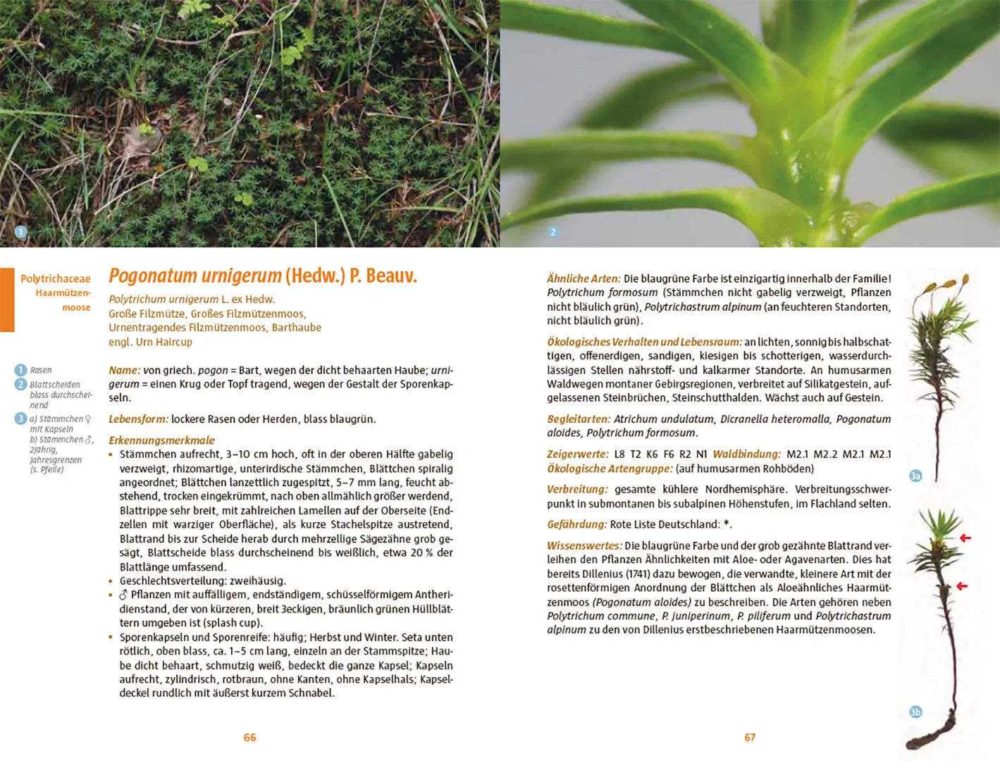 Sample Content (Image) Moose des Waldbodens