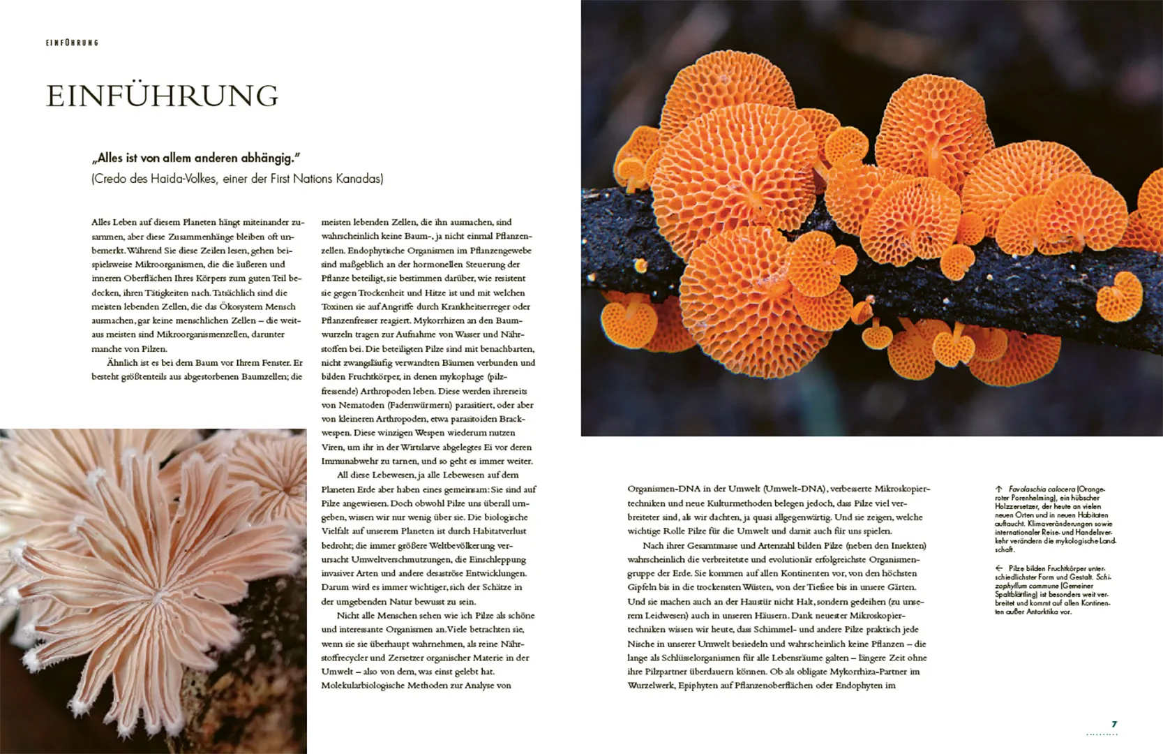 Sample Content (Image) Pilze