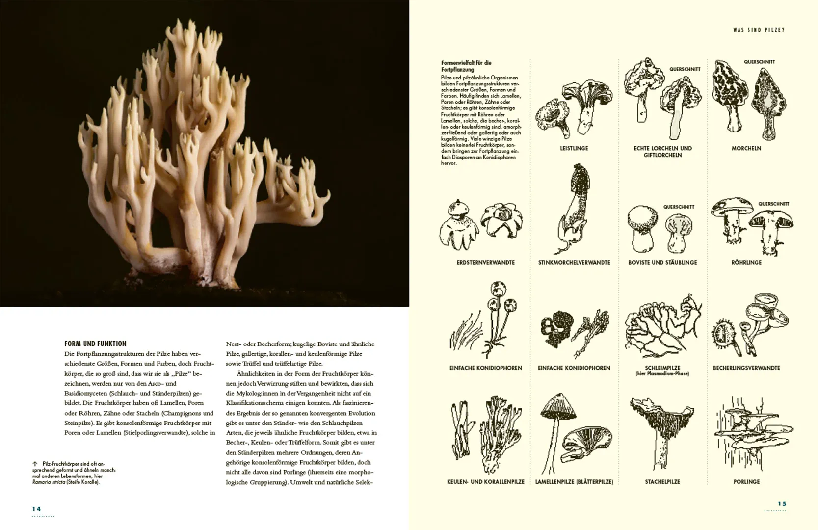 Sample Content (Image) Pilze