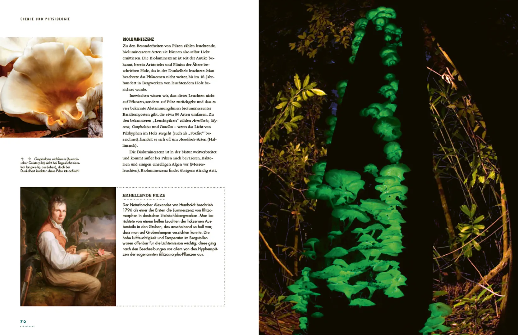 Sample Content (Image) Pilze