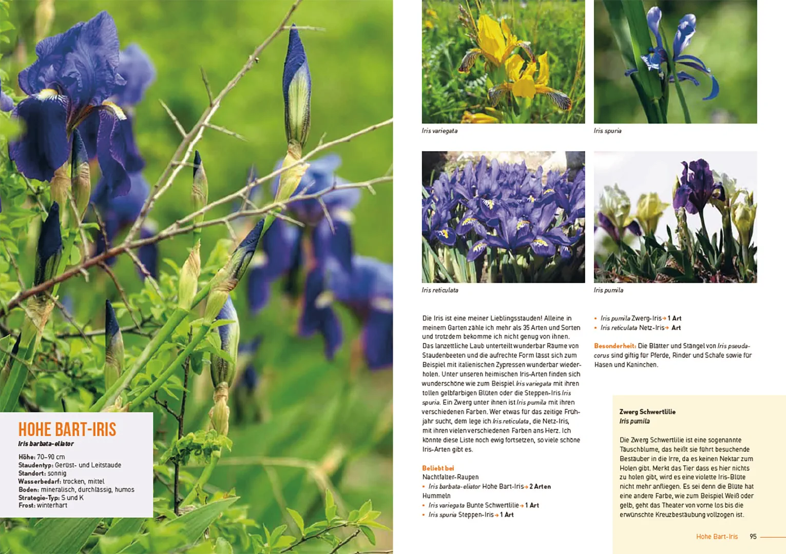 Sample Content (Image) Klimastarke Stauden