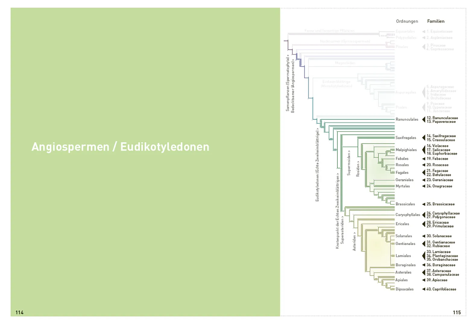 Sample Content (Image) Botanische Grundkenntnisse auf einen Blick