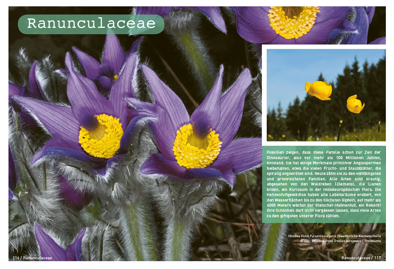 Sample Content (Image) Botanische Grundkenntnisse auf einen Blick