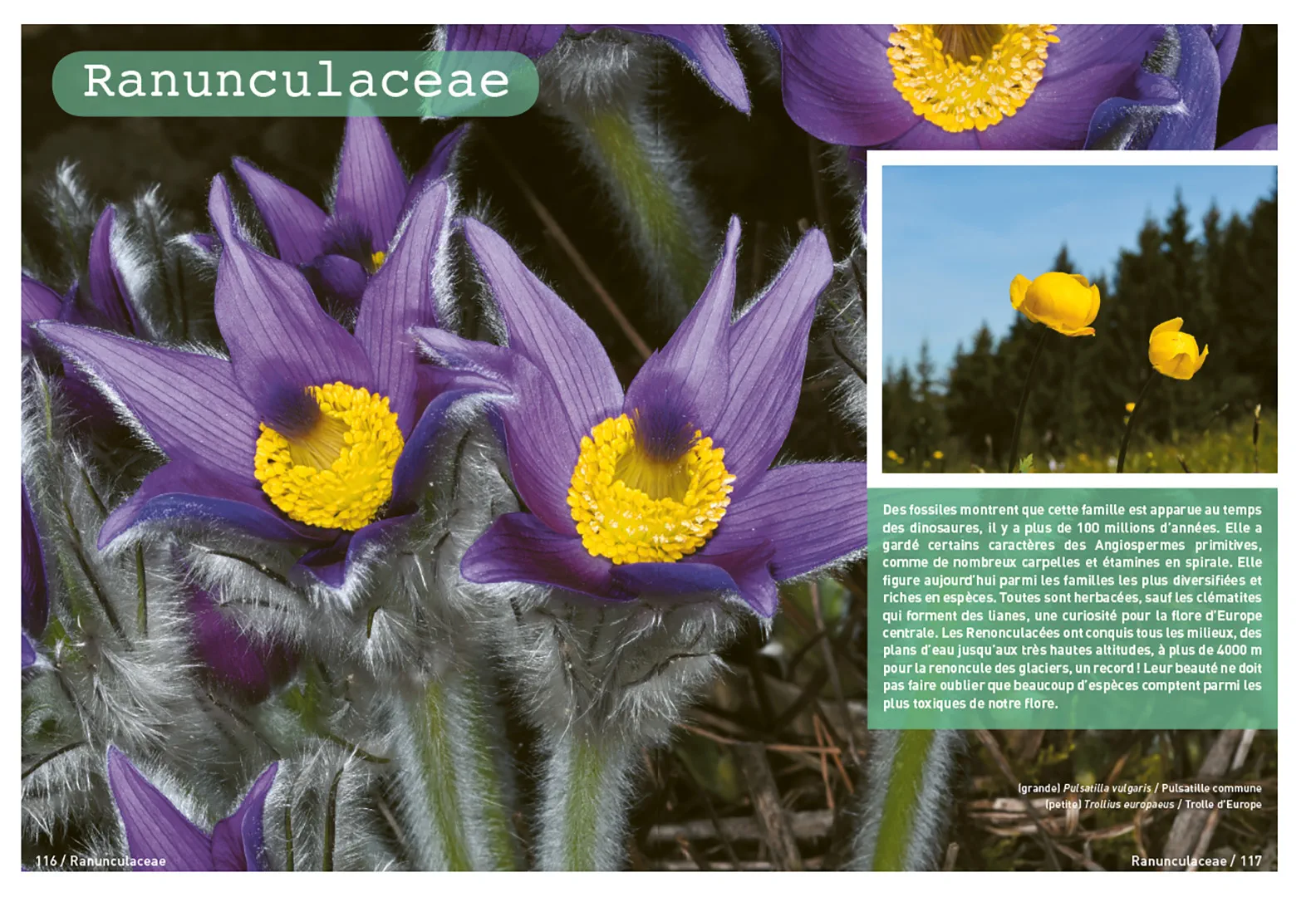 Sample Content (Image) Connaissances botaniques de base en un coup d'oeil