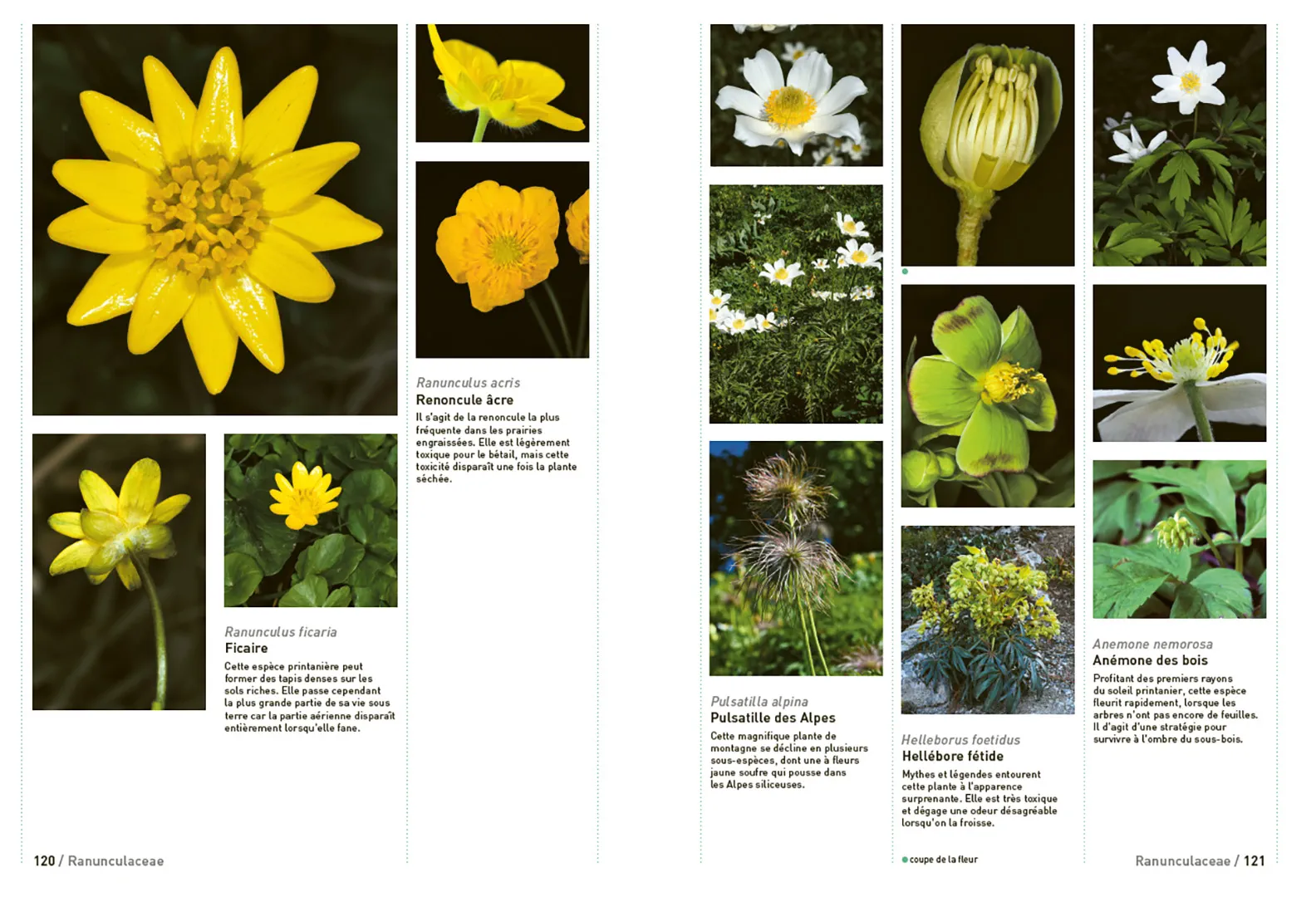 Sample Content (Image) Connaissances botaniques de base en un coup d'oeil