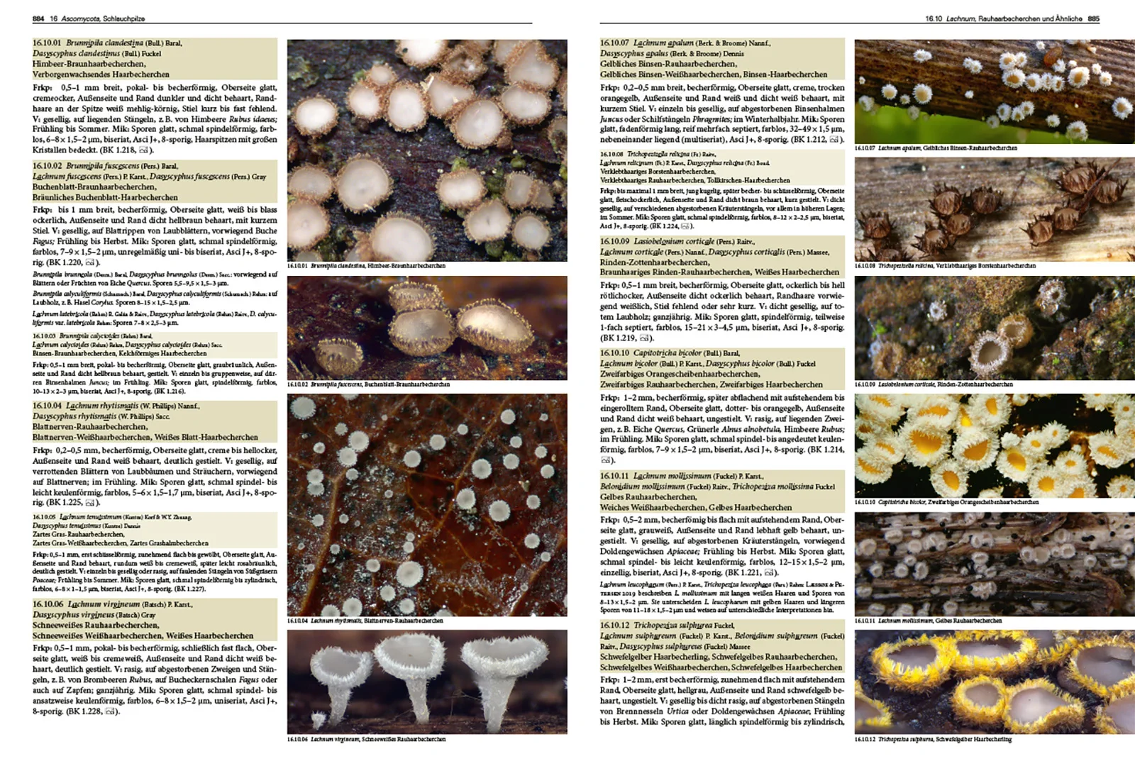 Sample Content (Image) Pilze Mitteleuropas