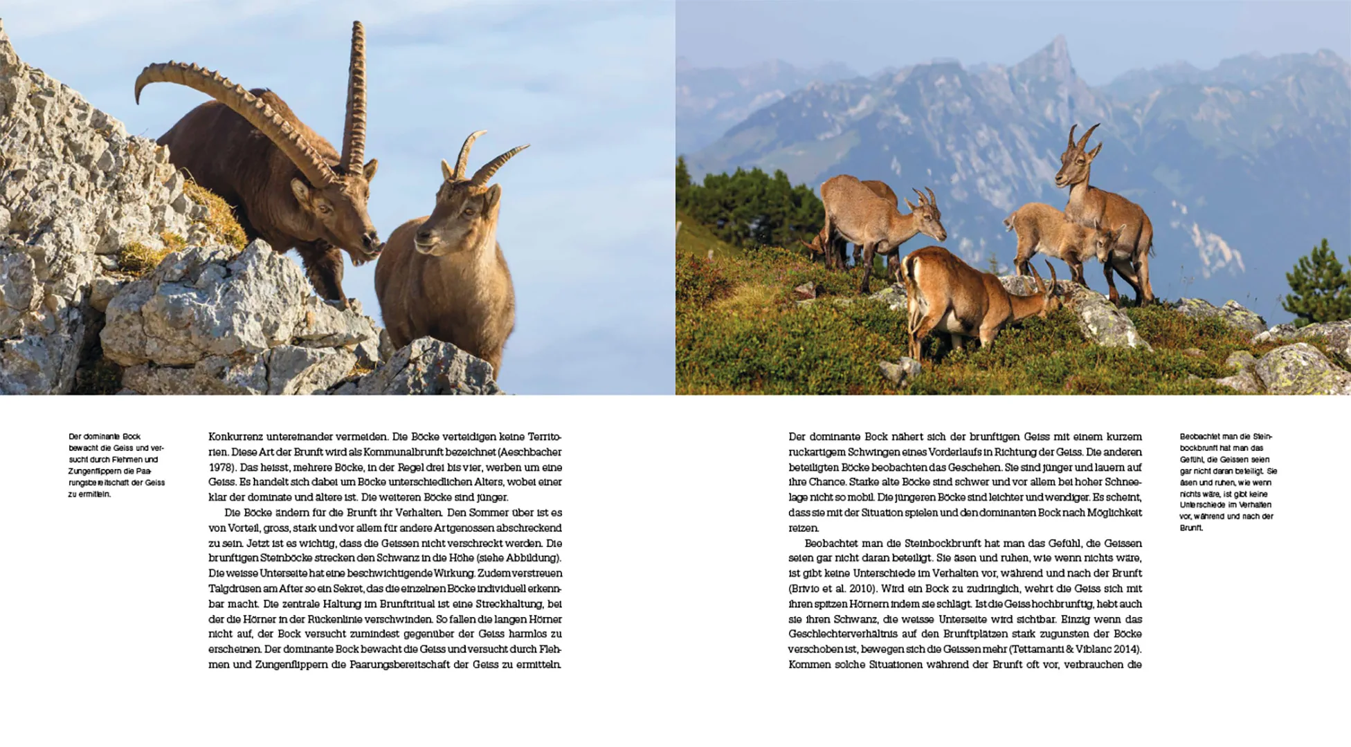 Sample Content (Image) Der Steinbock