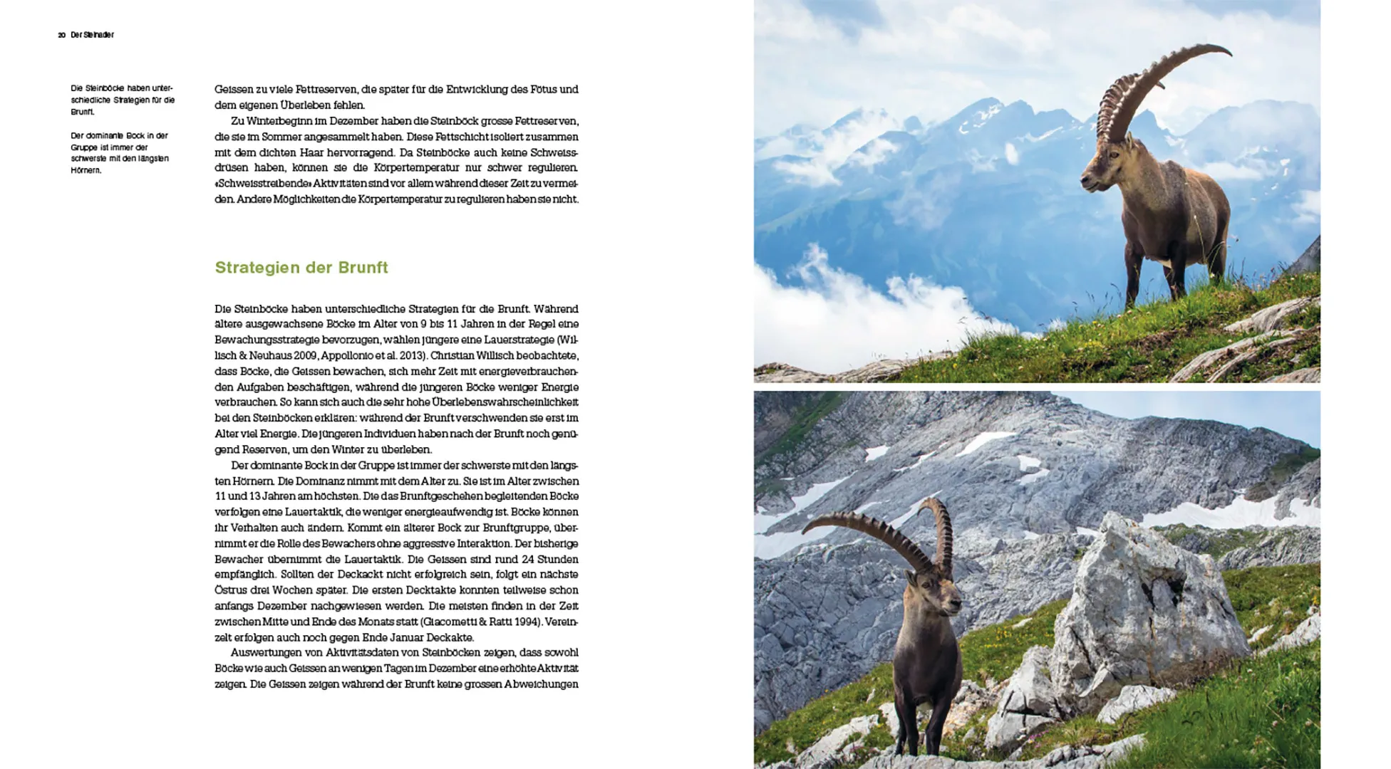 Sample Content (Image) Der Steinbock