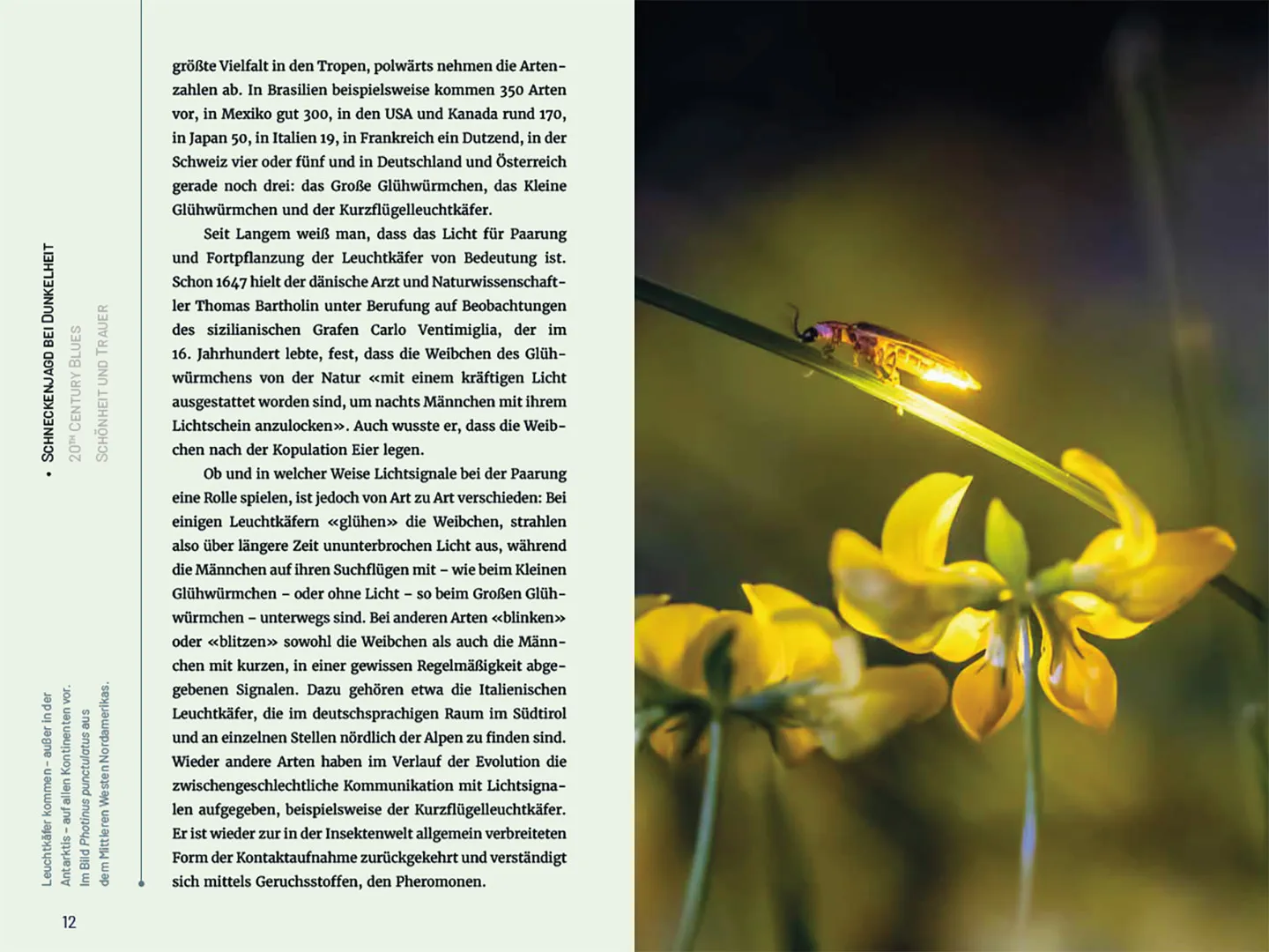 Sample Content (Image) Glühwürmchen