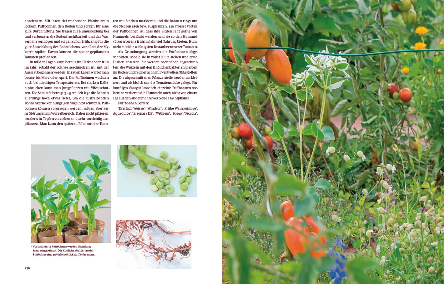 Sample Content (Image) Tomatenglück