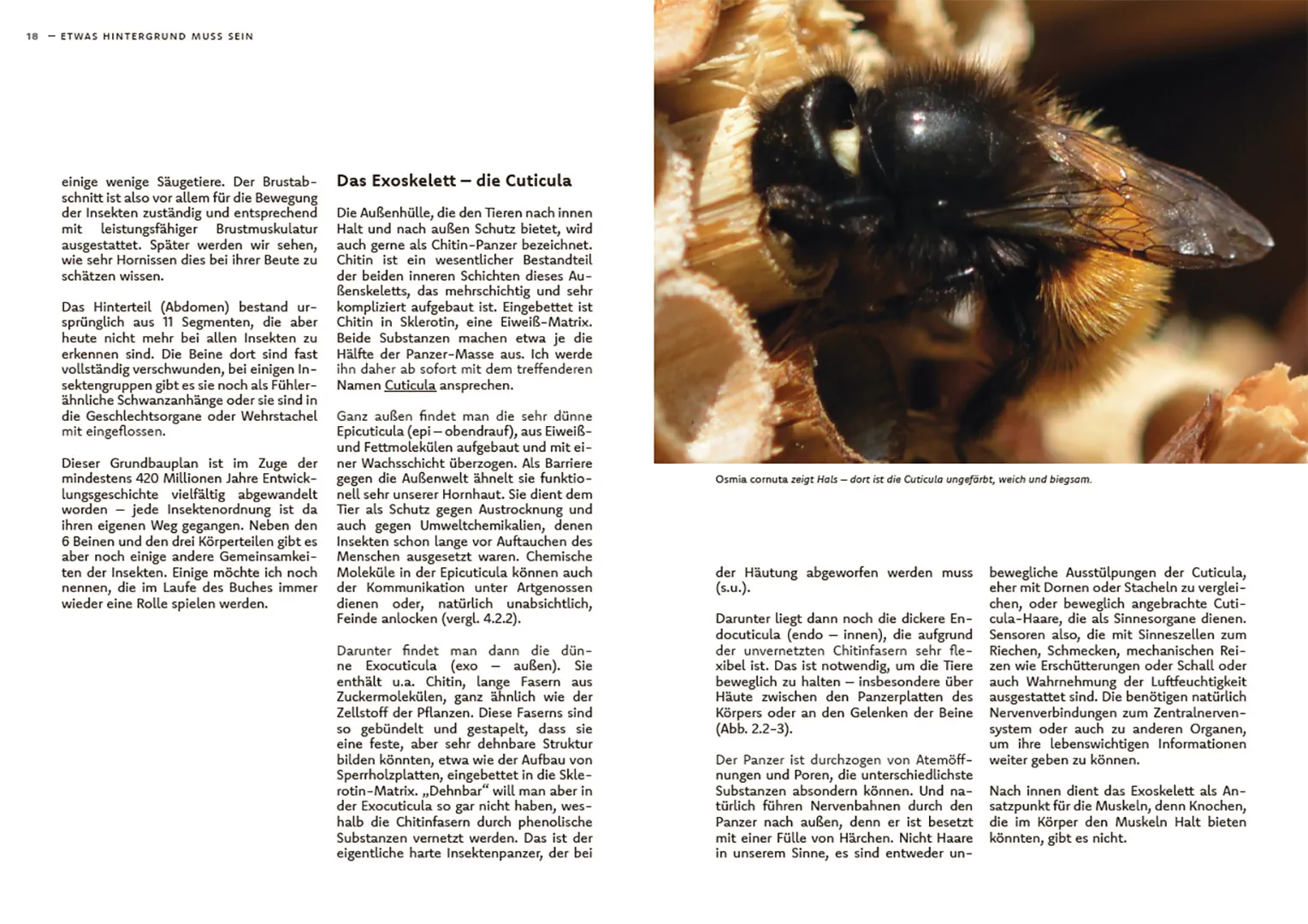 Sample Content (Image) Wildbienen haben es auch nicht leicht