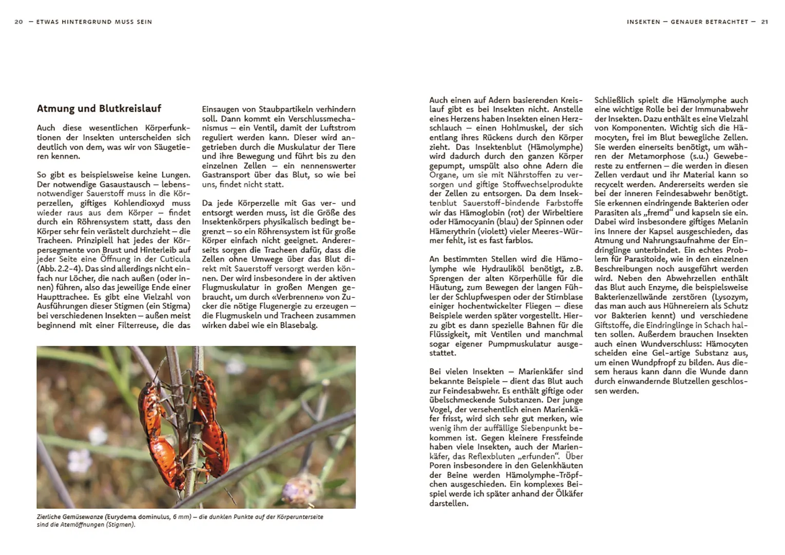 Sample Content (Image) Wildbienen haben es auch nicht leicht