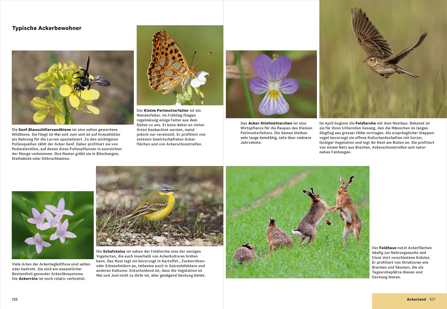 Sample Content (Image) Praxishandbuch Biodiversität in der Landwirtschaft