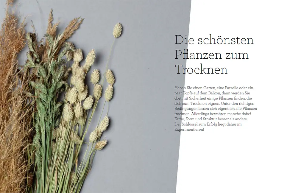 Sample Content (Image) Trockenblumen – vom Samen bis zum Arrangement