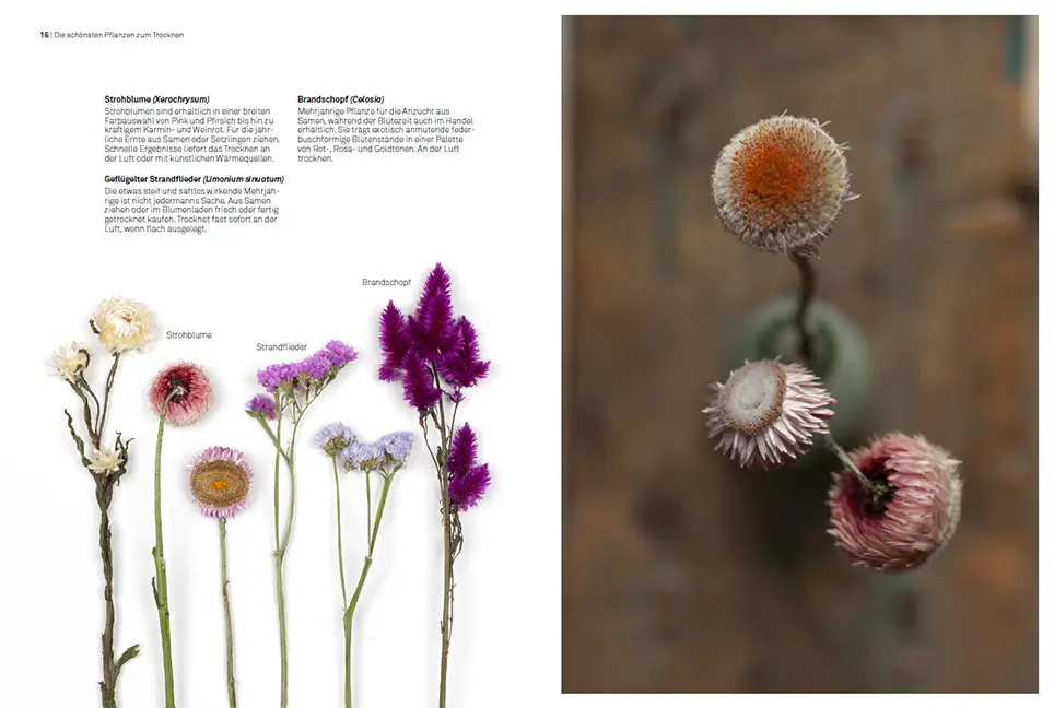 Sample Content (Image) Trockenblumen – vom Samen bis zum Arrangement