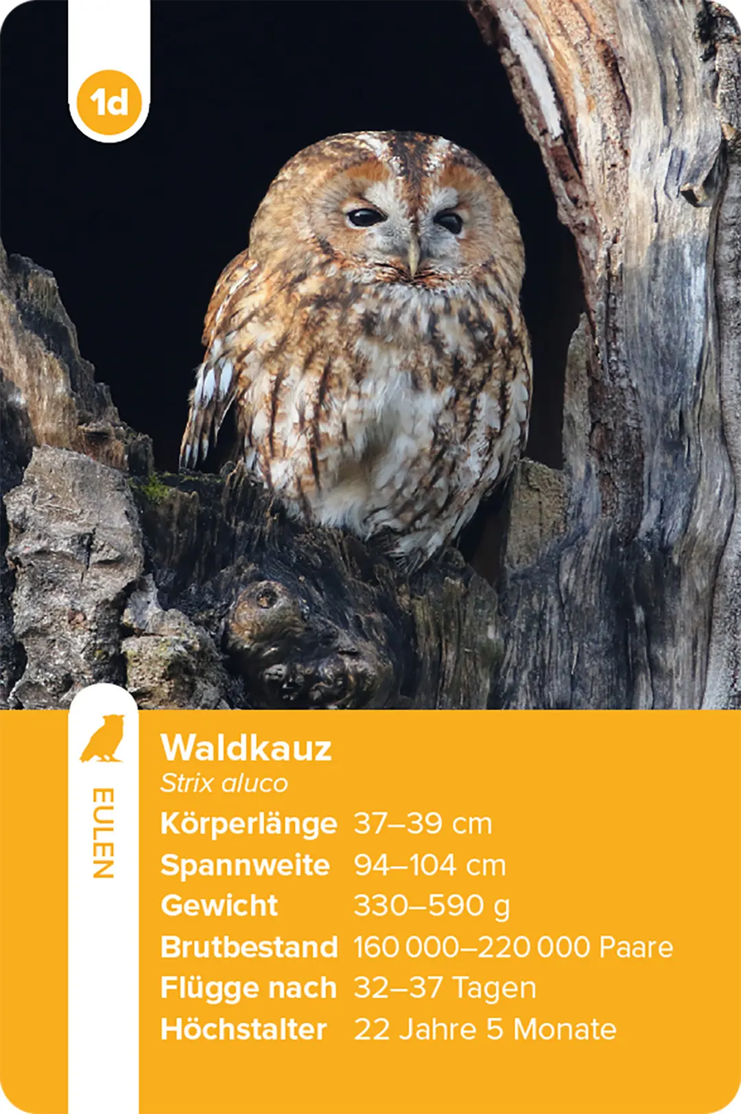 Sample Content (Image) Einheimische Vogelarten – das Quartett-Spiel