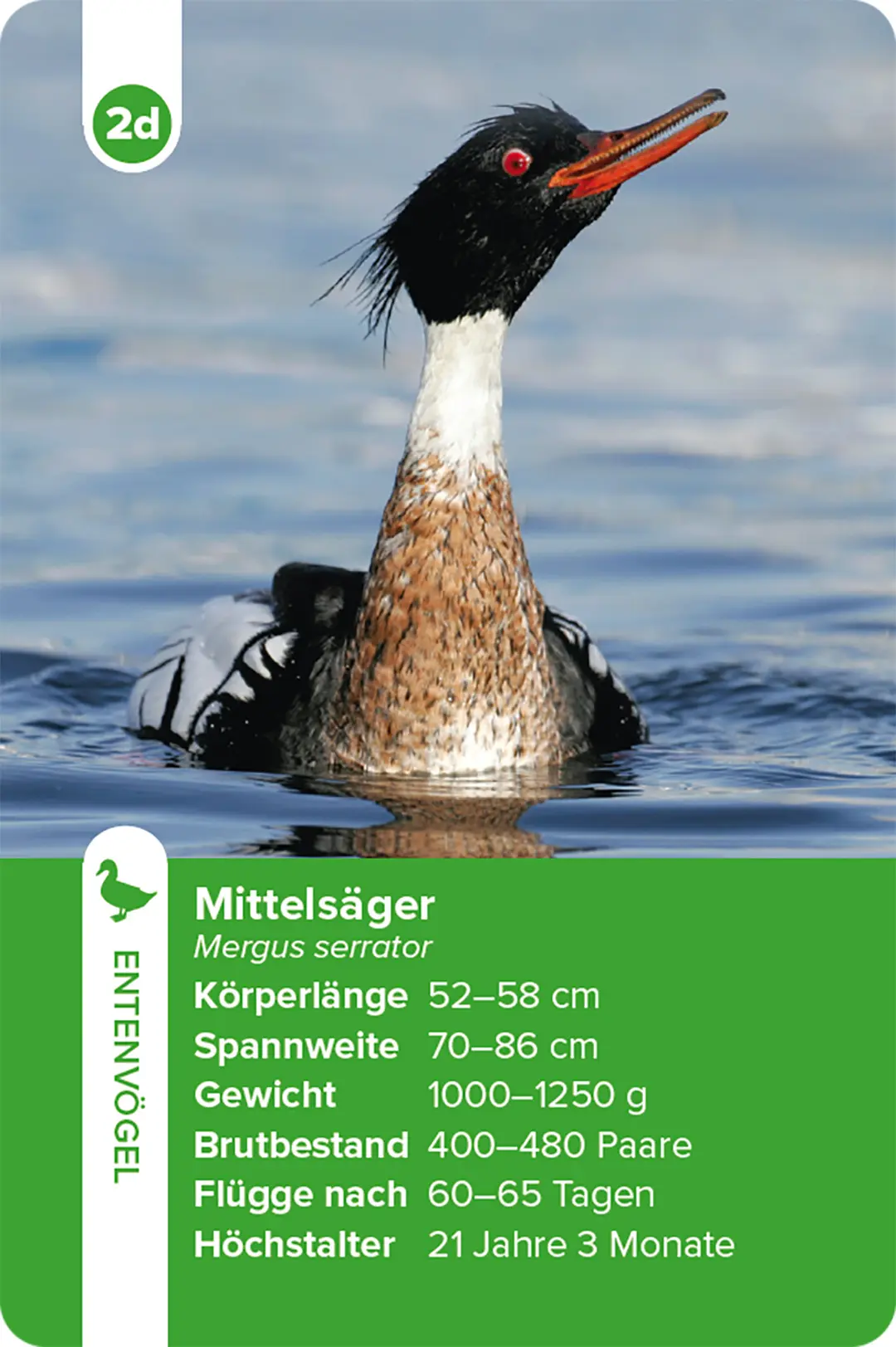 Sample Content (Image) Einheimische Vogelarten – das Quartett-Spiel