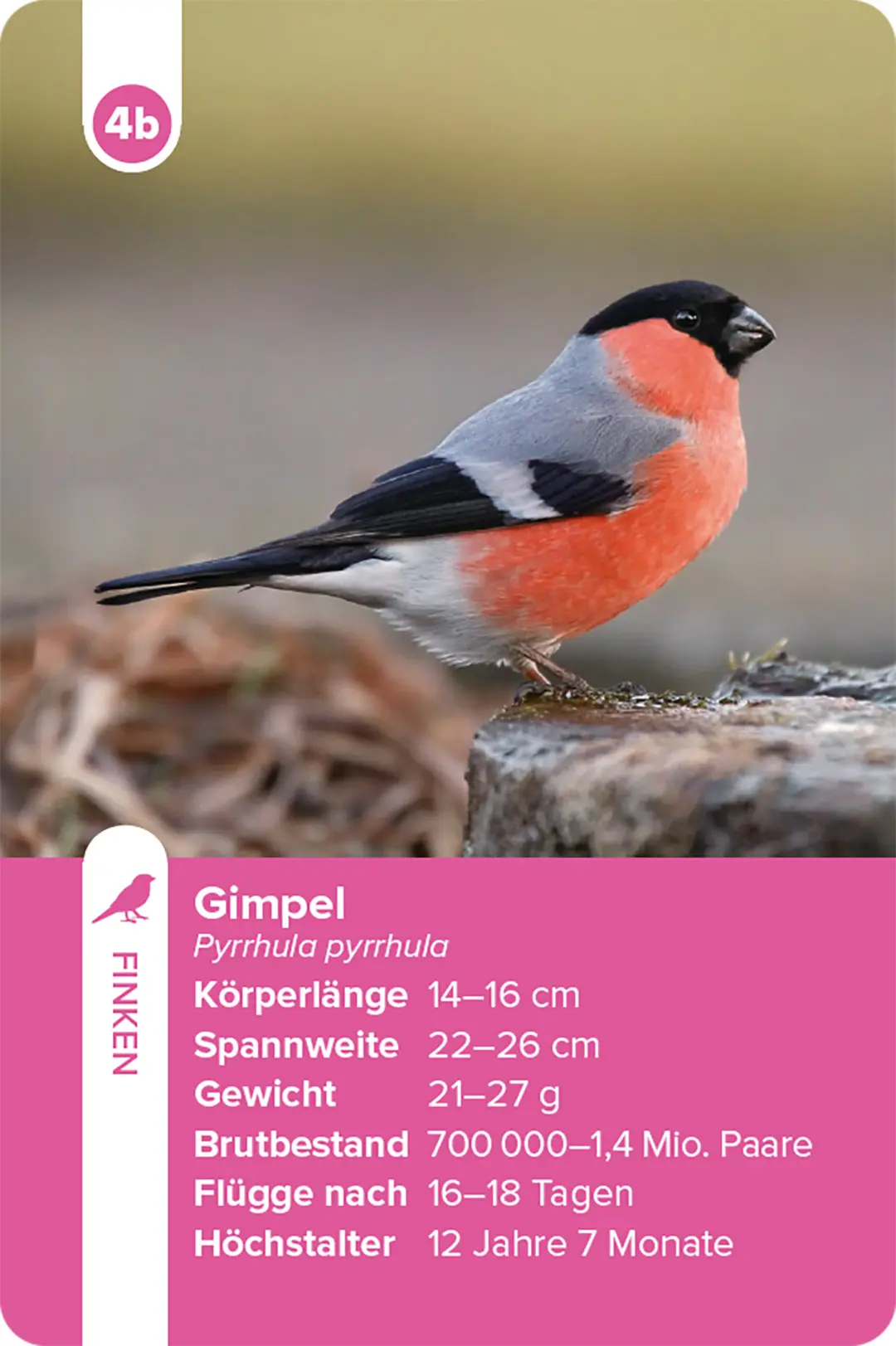 Sample Content (Image) Einheimische Vogelarten – das Quartett-Spiel