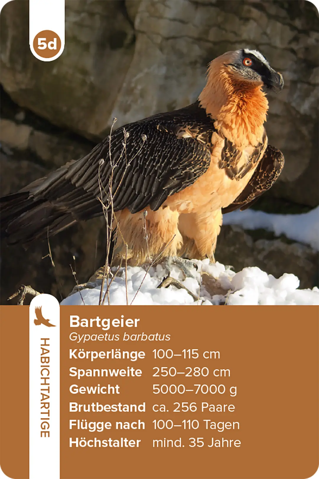 Sample Content (Image) Einheimische Vogelarten – das Quartett-Spiel