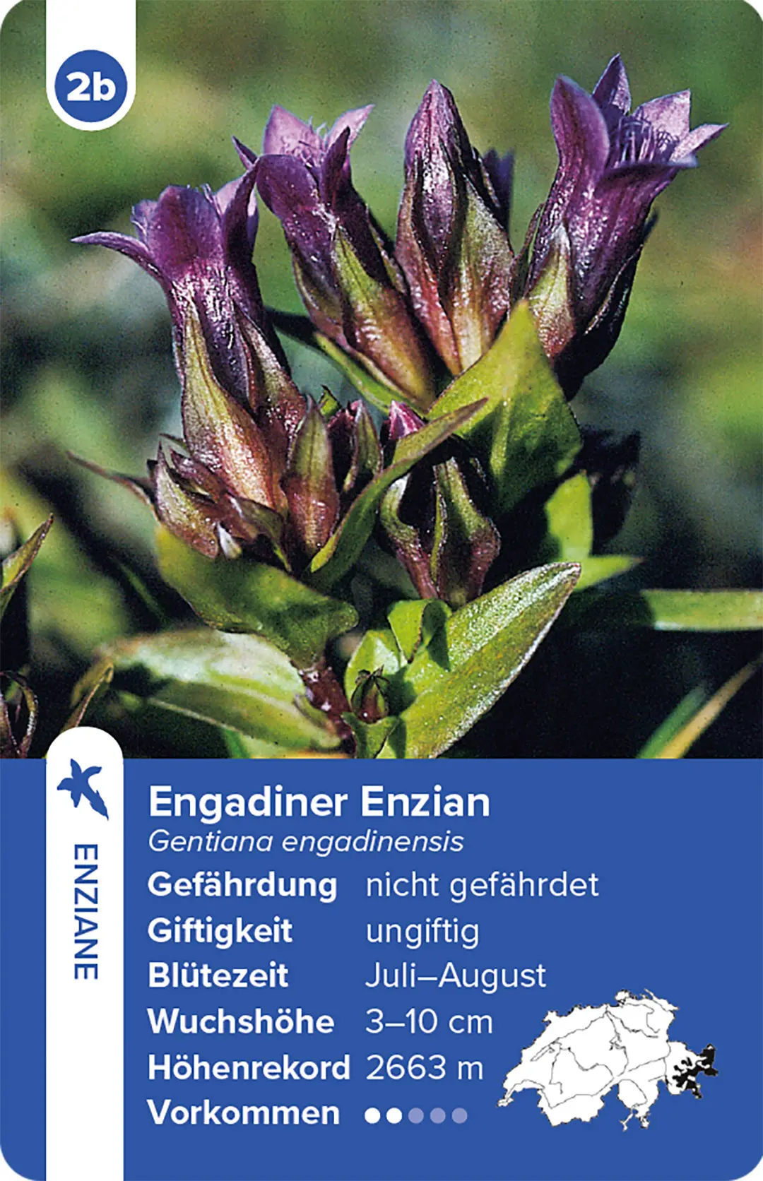 Sample Content (Image) Flora Helvetica – das Quartett-Spiel