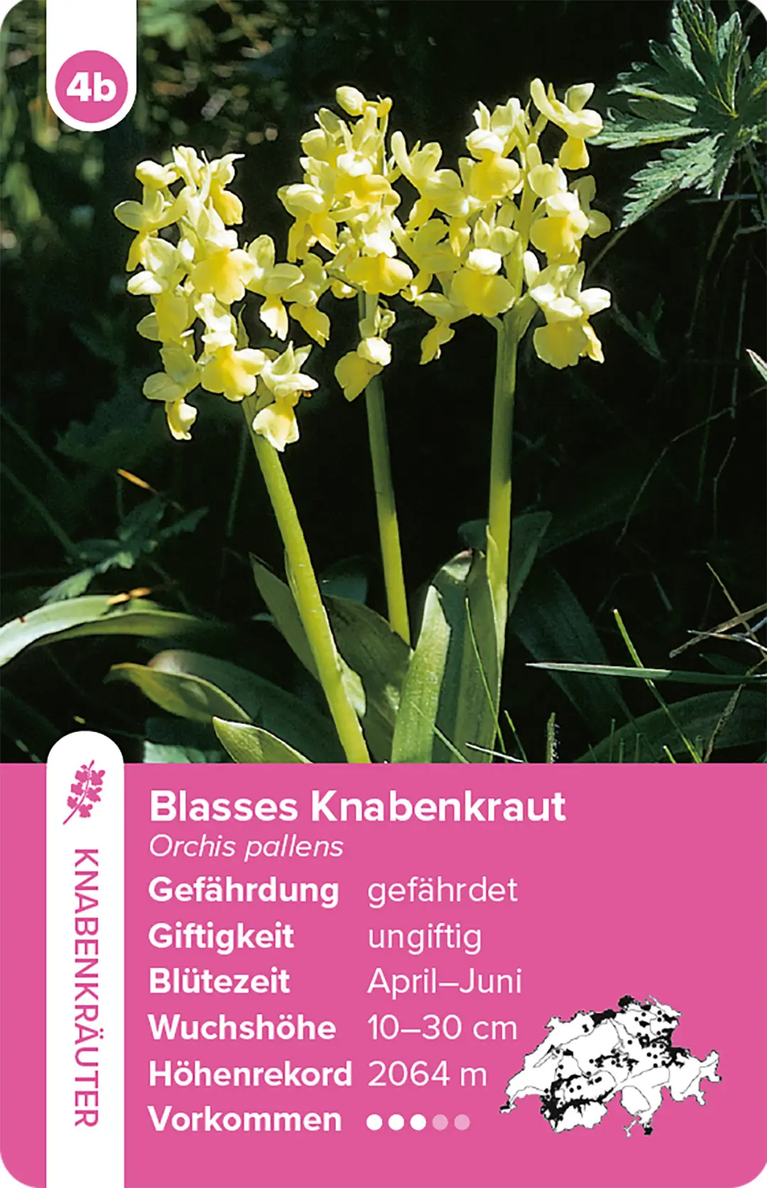 Sample Content (Image) Flora Helvetica – das Quartett-Spiel