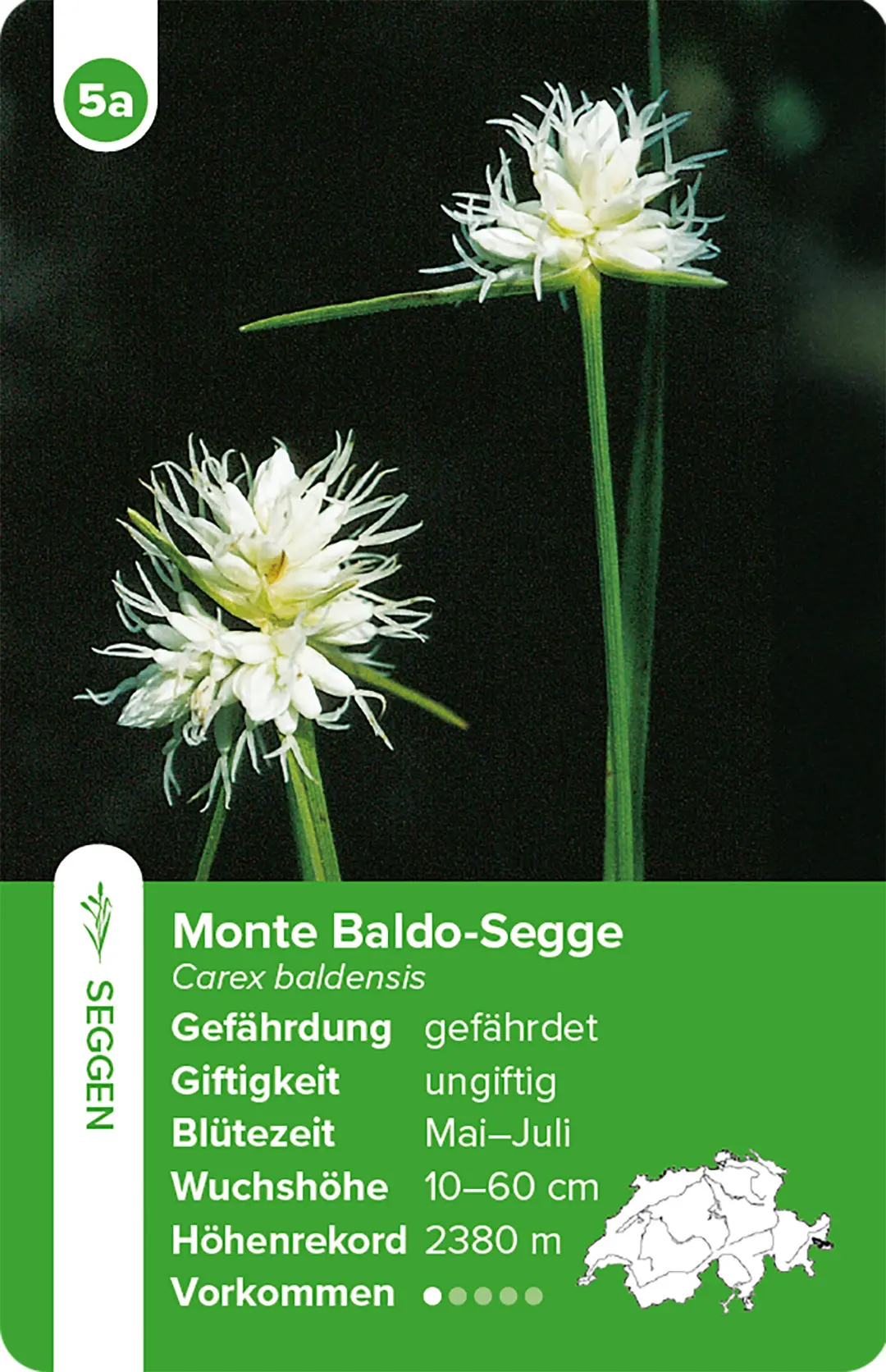 Sample Content (Image) Flora Helvetica – das Quartett-Spiel