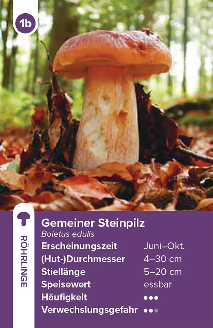 Sample Content (Image) Einheimische Pilze – das Quartett-Spiel