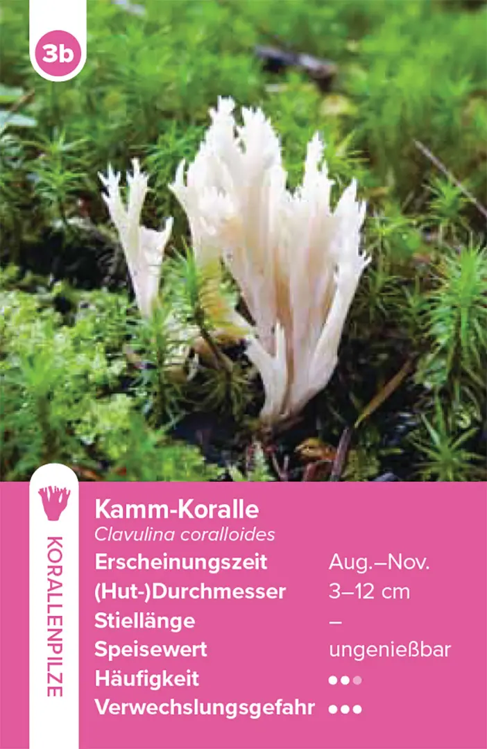 Sample Content (Image) Einheimische Pilze – das Quartett-Spiel