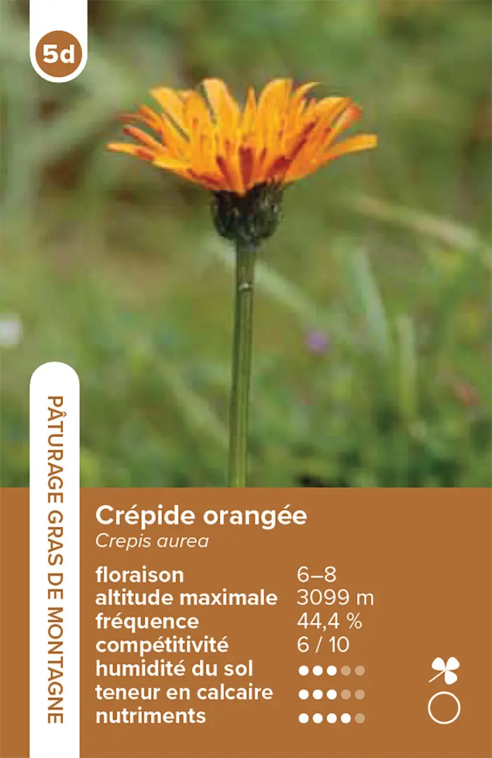 Sample Content (Image) Habitats pelouses et prairies – le jeu du quatuor