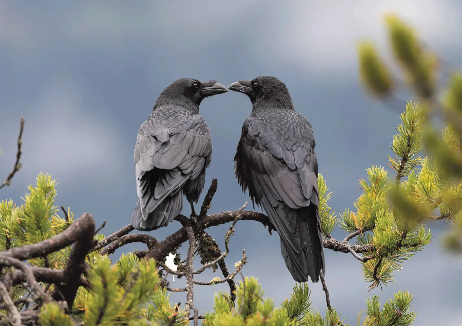 Beispielinhalt (Bild) Kolkraben – Puzzle