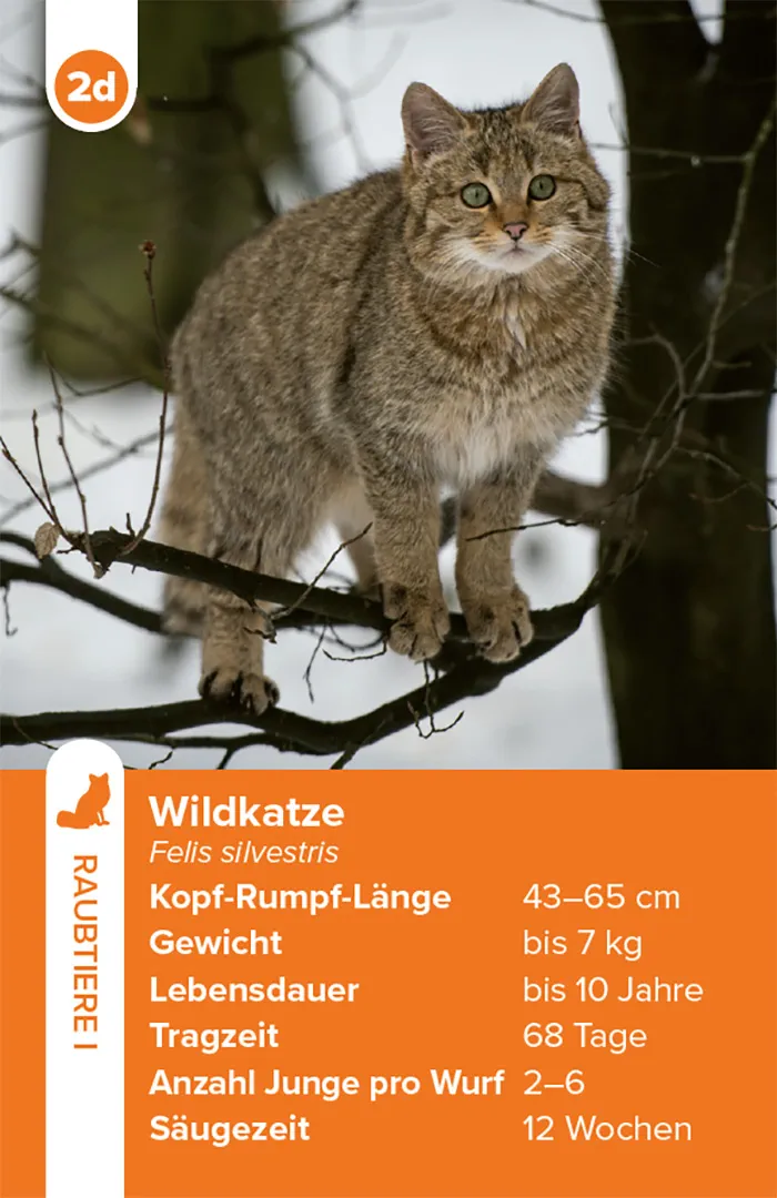 Beispielinhalt (Bild) Einheimische Säugetiere – das Quartett-Spiel