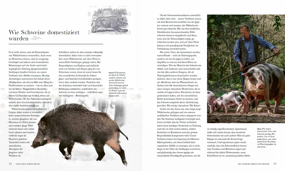 Beispielinhalt (Bild) Das Schwein