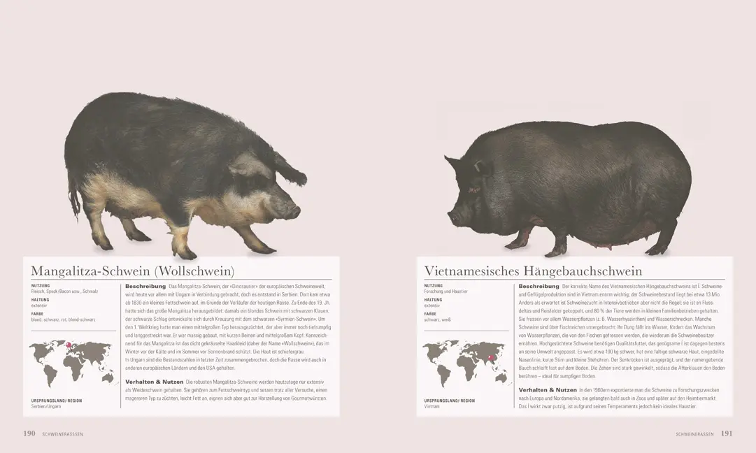 Beispielinhalt (Bild) Das Schwein