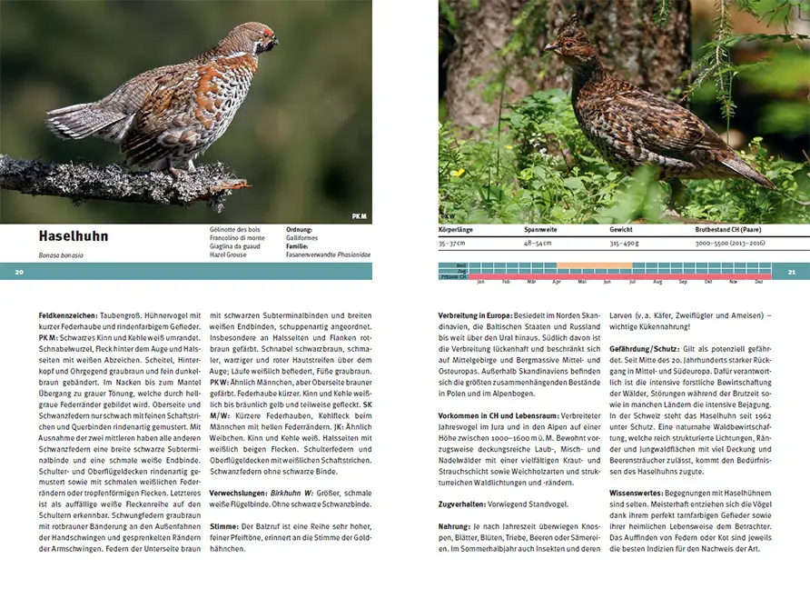 Beispielinhalt (Bild) Vogelarten der Schweiz