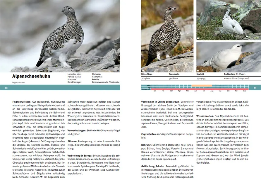 Beispielinhalt (Bild) Vogelarten der Schweiz