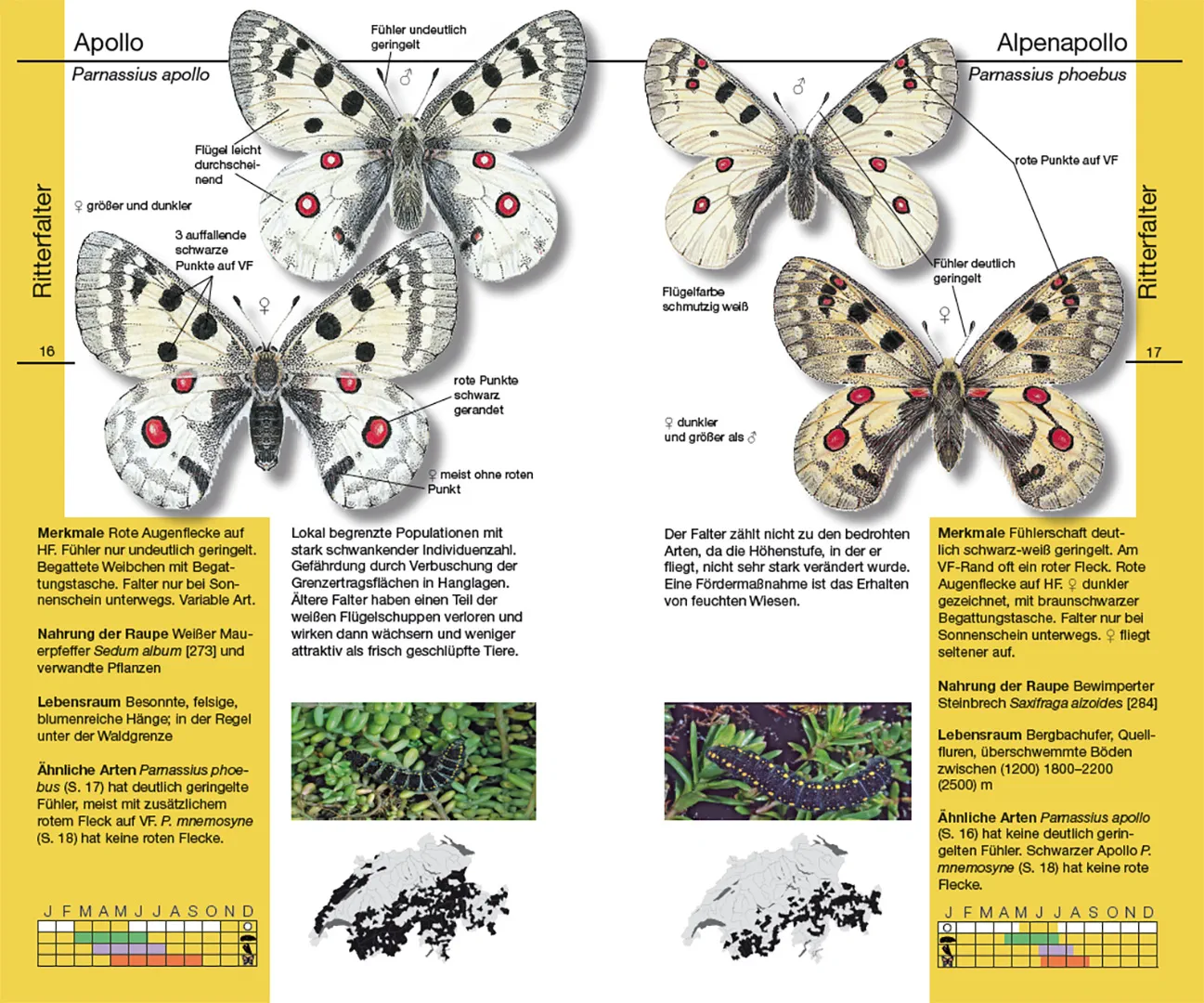 Beispielinhalt (Bild) Schmetterlinge