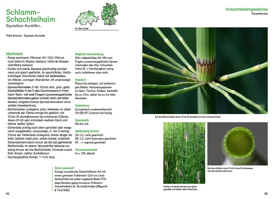 Beispielinhalt (Bild) Farne, Schachtelhalme und Bärlappe