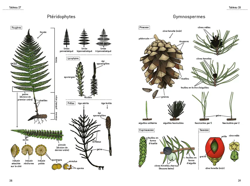 Beispielinhalt (Bild) Le glossaire illustré pour la botanique de terrain