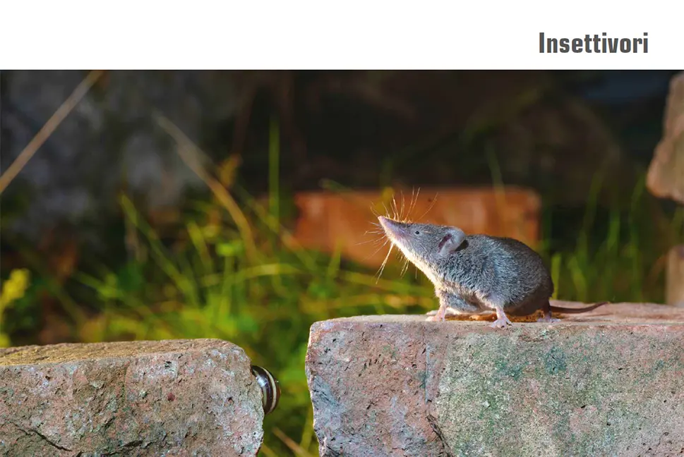 Beispielinhalt (Bild) Atlante dei mammiferi della Svizzera e del Liechtenstein