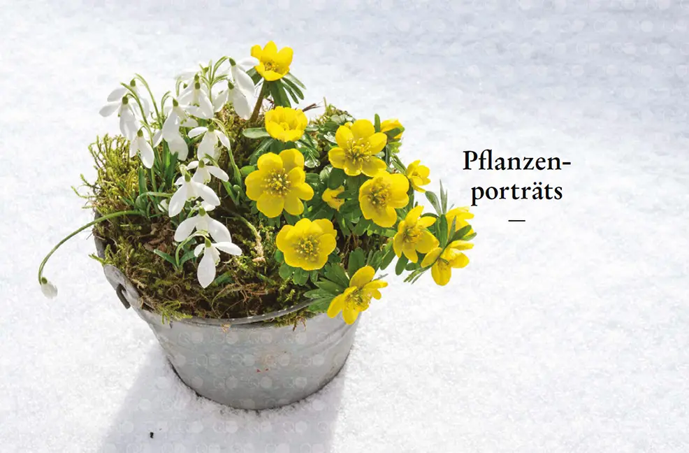 Beispielinhalt (Bild) Zwiebelpflanzen & Knollenblumen