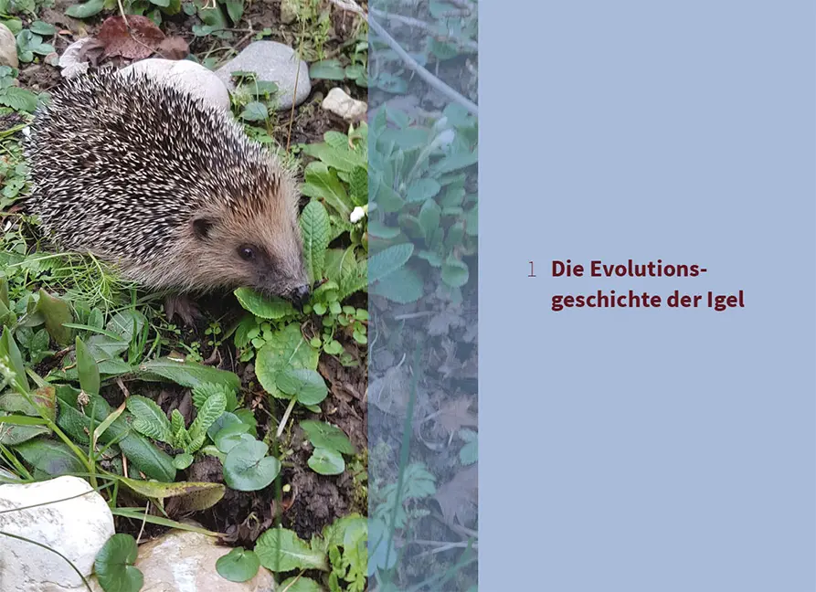 Beispielinhalt (Bild) Der Igel – Nachbar und Wildtier